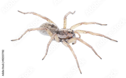 Large female wolf spider - Hogna lenta - facing camera,  extreme detail throughout, view of pattern, hairs eyes, abdomen. isolated cutout on white background, top side profile view