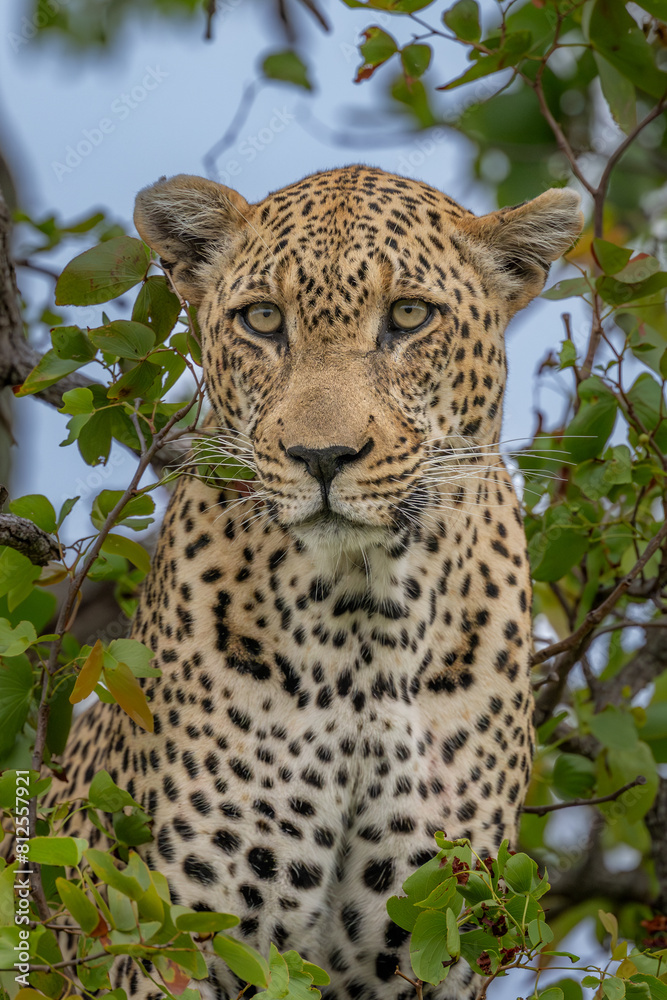 Obraz premium Male Leopard Portrait