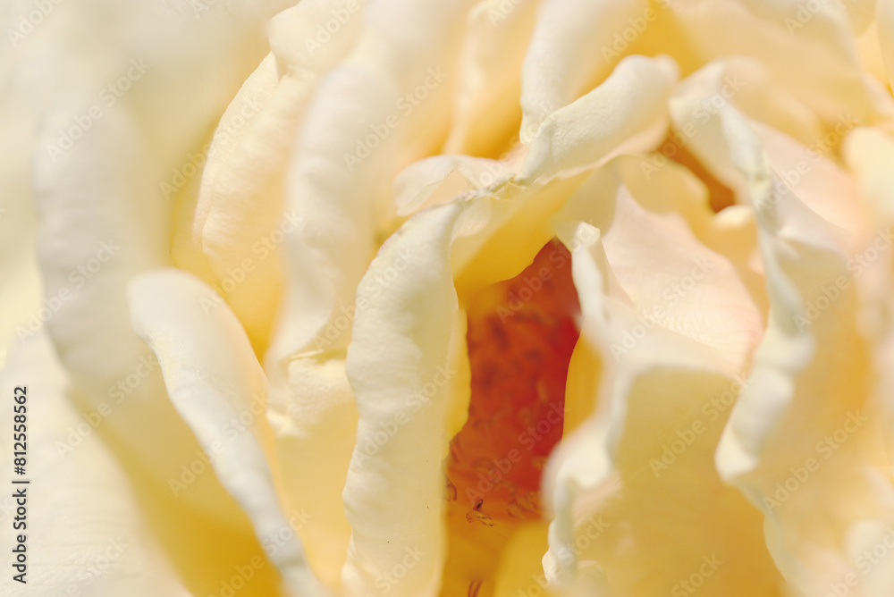 明るいホワイトアプリコット色のバラの花アップ(晴天下マクロ撮影) 明るいホワイトアプリコット色のバラの花アップ(晴天下マクロ撮影)