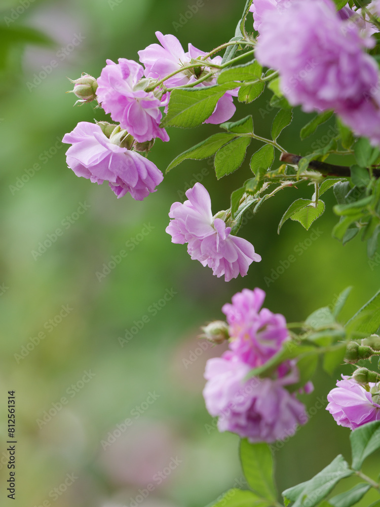 新緑と色鮮やかな薔薇の花 新緑と色鮮やかな薔薇の花