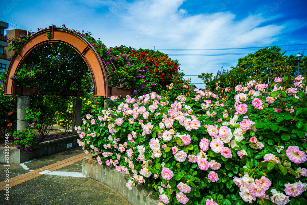 Fototapeta premium バラ園