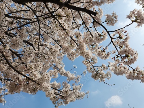 cherry flowers against blue sky. cherry blossoms in asia. spring. South Korea