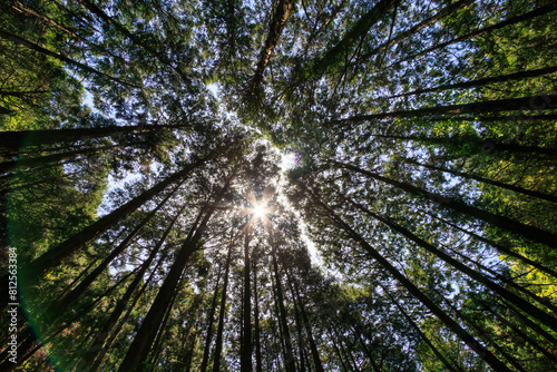 城山川上流部の林道沿いの美しい新緑の林。
日本国東京都八王子市、八王子城跡にて。
2024年5月撮影。
Beautiful fresh green forest along the forest road in the upper reaches of the Shiroyama River.
