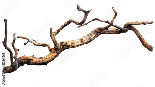 Dry twisted jungle branch isolated 