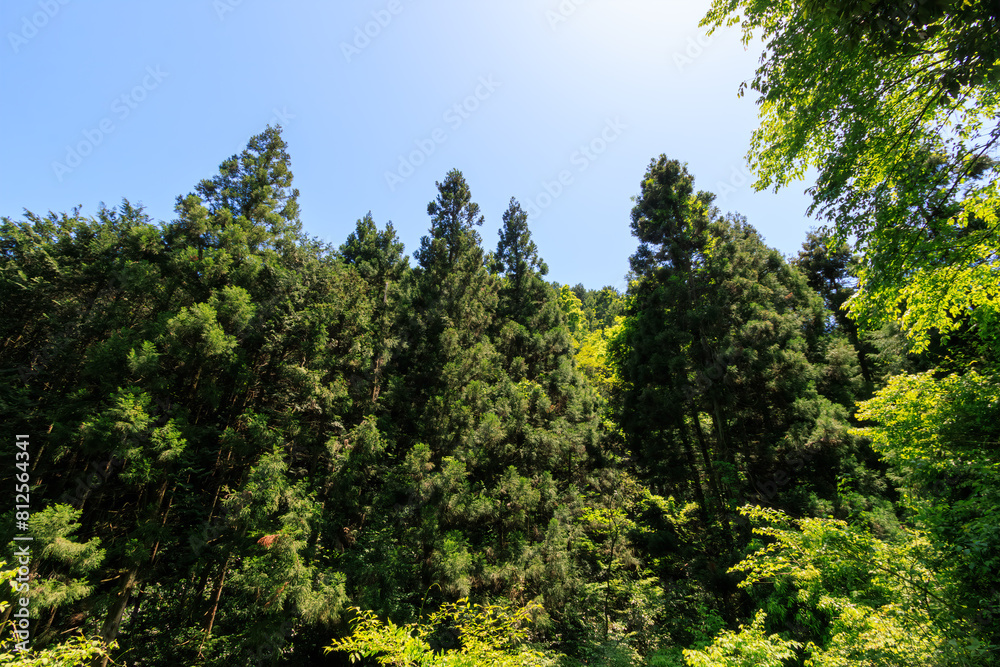 城山川上流部の林道沿いの美しい新緑の林。
日本国東京都八王子市、八王子城跡にて。
2024年5月撮影。
Beautiful fresh green forest along the forest road in the upper reaches of the Shiroyama River.
