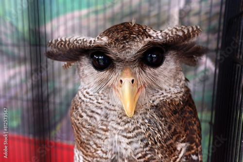 Fotografi barred eagle owl close up, also known as Beluk Jampuk is a species of eagle owl in the family Strigidae