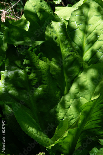 Western skunk cabbage (lysichiton americanus) photo