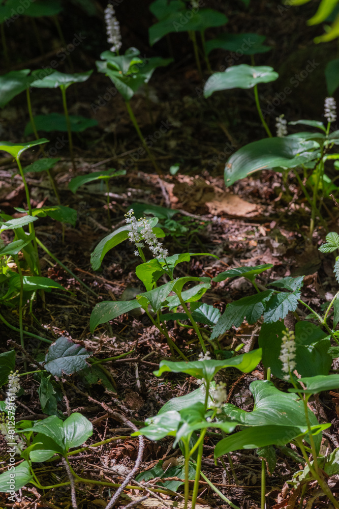 Obraz premium False lily of the valley (Maianthemum dilatatum)
