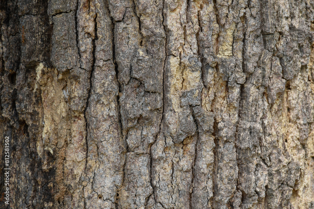 Convex texture of oak background,skin is tree beautiful,Panoramic image of oak bark,Relief texture of grey bark of oak,Close-up texture tree surface. Convex texture of oak background,skin is tree beautiful,Panoramic image of oak bark,Relief texture of grey bark of oak,Close-up texture tree surface.