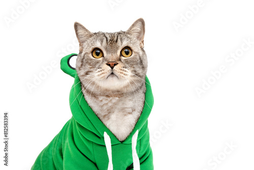A Scottish cat in a hoodie isolated on a white background. A cat in clothes looks cute up. Green frog costume with big eyes