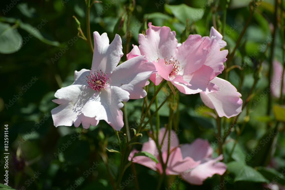 Obraz premium つるデンティベス バラの花