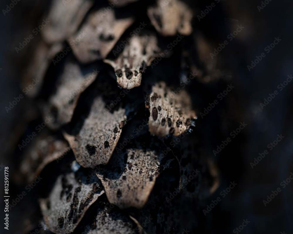 close up of a peace of pine cone close up of a peace of pine cone