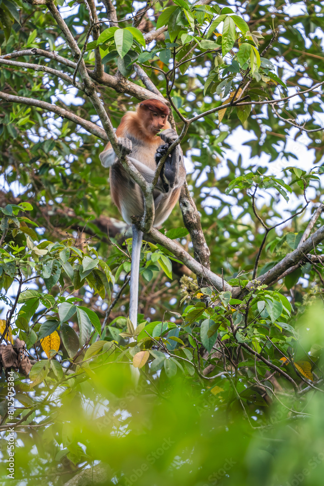Fototapeta premium Proboscis Monkey - Nasalis larvatus, beautiful unique primate with large nose endemic to mangrove forests of the southeast Asian island of Borneo.