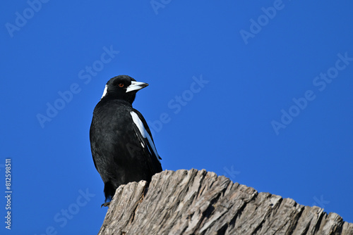Australian magpie perched atop a tree stump, with its head turned as it looks to the right photo