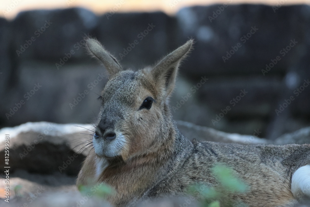 Fototapeta premium マーラ