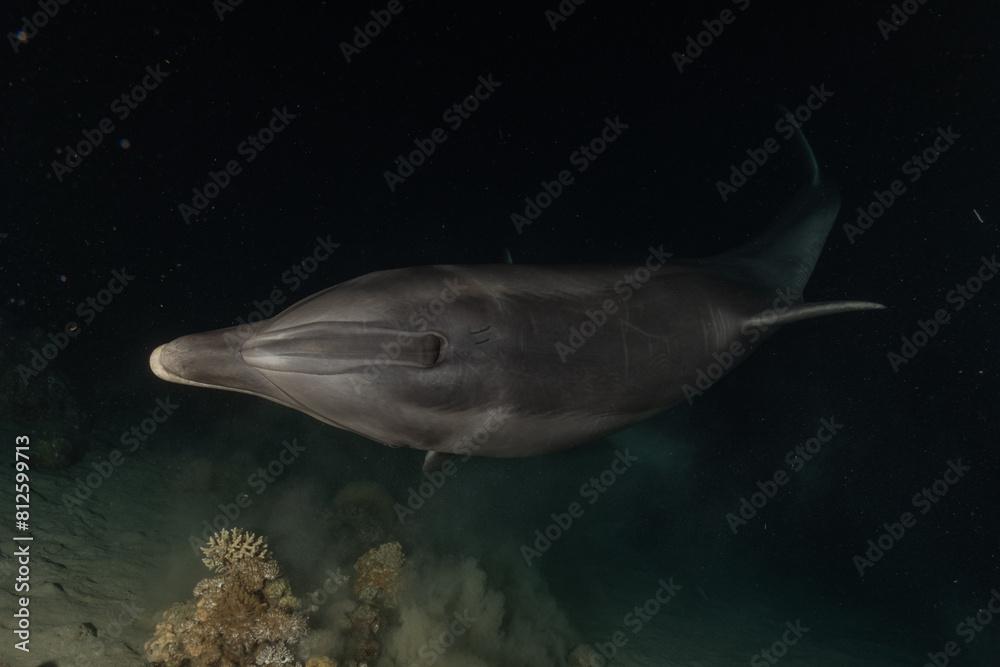 Fototapeta premium Dolphin swimming in the Red Sea, Eilat Israel