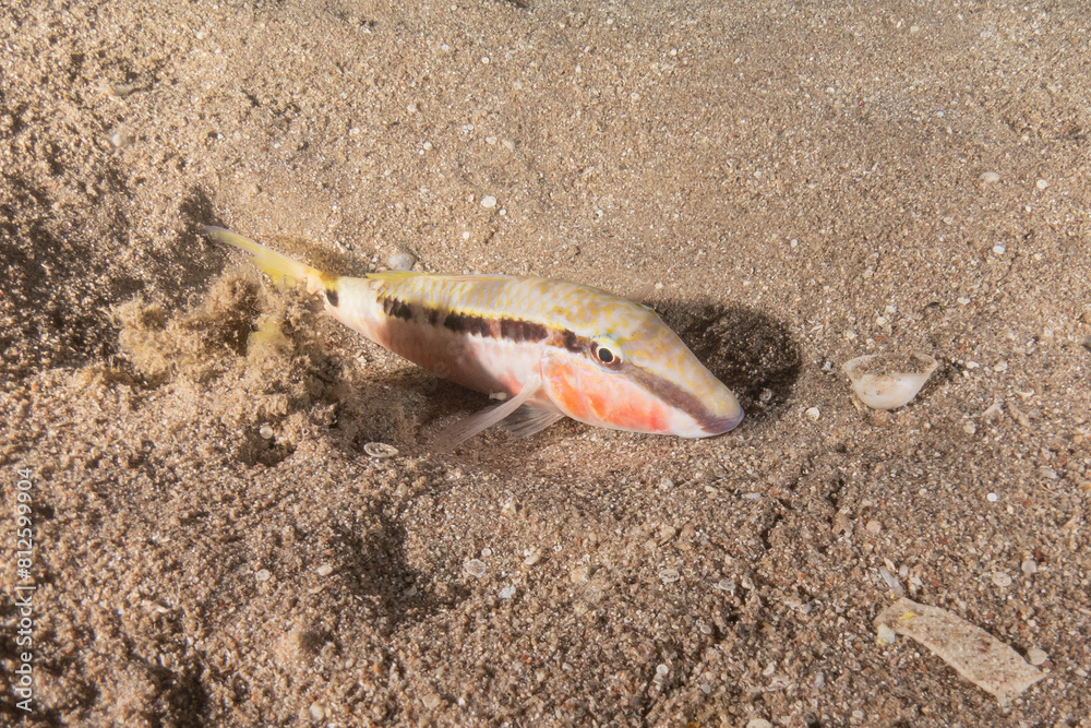 Fish swimming in the Red Sea, colorful fish, Eilat Israel
Fish swimming in the Red Sea, colorful fish, Eilat Israel