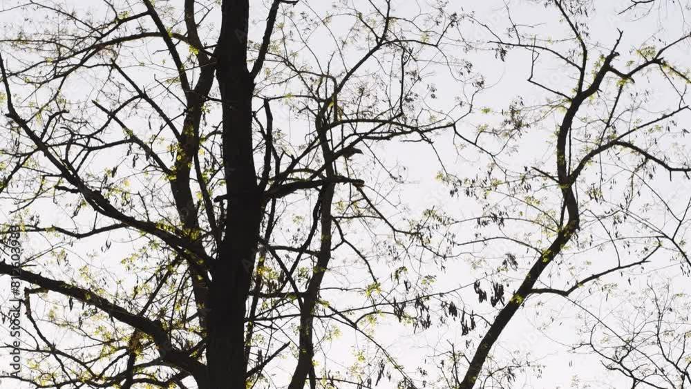 In a pine forest, trees adorned with leaves, a crow perches, cawing before taking flight amidst the tranquil woodland scenery. In a pine forest, trees adorned with leaves, a crow perches, cawing before taking flight amidst the tranquil woodland scenery.