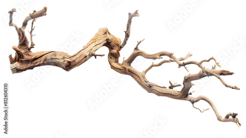 Dry twisted jungle branch isolated 