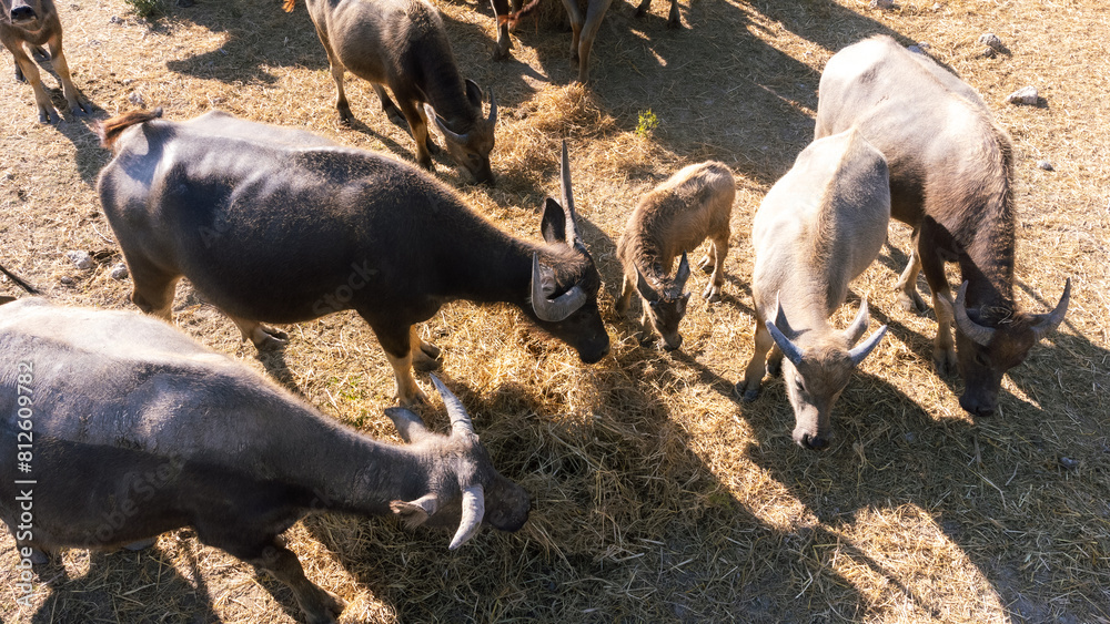 Livestock Siamese buffalo farming in Thailand. Focus on group of Asian Buffalos Grazing on a Green Grass Pasture in a Peaceful Countryside Setting Livestock Siamese buffalo farming in Thailand. Focus on group of Asian Buffalos Grazing on a Green Grass Pasture in a Peaceful Countryside Setting