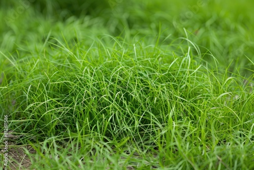 Emergent Annual Bluegrass Clump in Green Field Background. Poa Trivialis in Light Green Color: photo