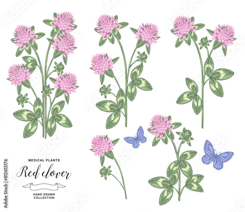 Red clover plant isolated. Vector illustration. Hand drawn flowers and leaves of clover. Medical hebs collection. Vintage engraving.