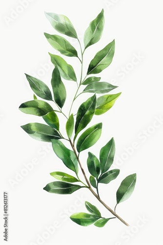 Hand-Drawn Italian Ruscus Leaf on Green Background - Natural Summer Plant Tree Branch with White photo