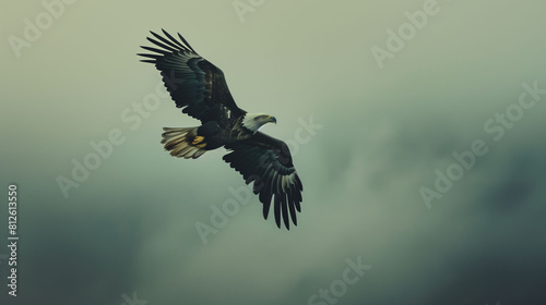 Powerful bald eagle flies with determination in cloudy weather
