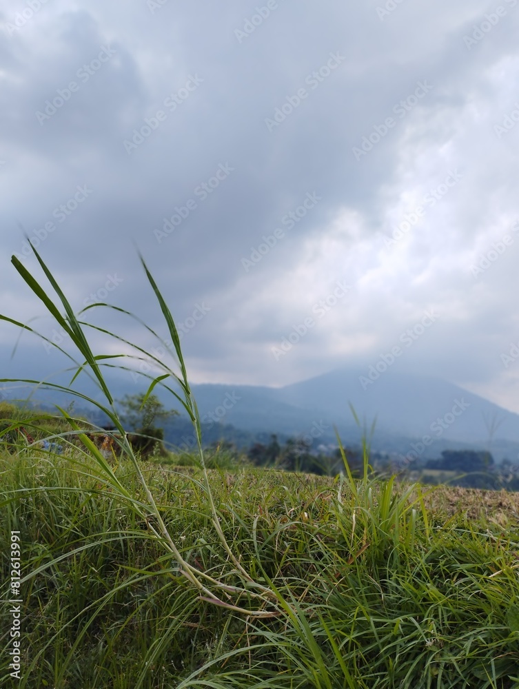 Bali Island : grass and sky in rice field Bali Island : grass and sky in rice field