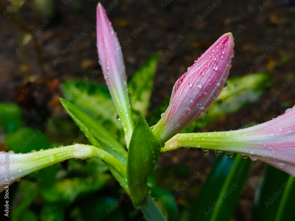 close up of pink and white lily flower in rainy season(Hippeastrum striatum)the striped Barbados lily close up of pink and white lily flower in rainy season(Hippeastrum striatum)the striped Barbados lily