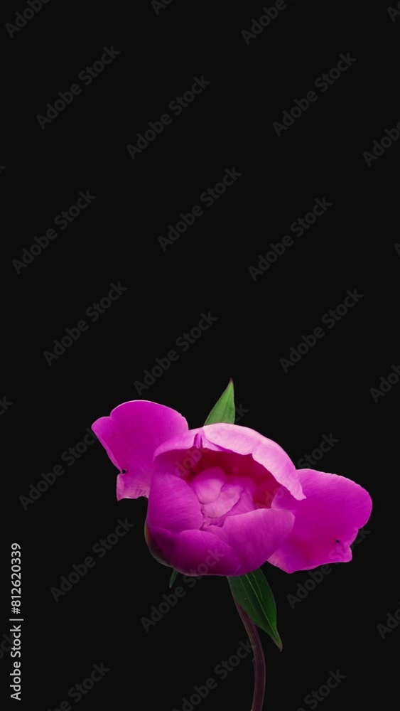 Time lapse of opening pink peony, vertical orientation
Time lapse of opening pink peony, vertical orientation