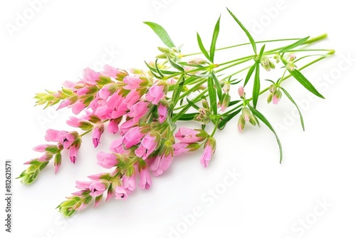 Nature s Medicine  Ayurvedic Pink Desmodium Flowers for Health Care   Local Herb Remedies