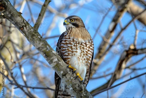 Sharp-Shinned Hawk perched majestically on a winter tree branch during the day photo