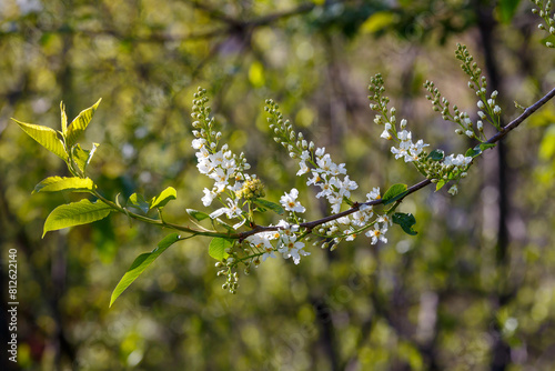 lossom of common bird cherry ( lat. Prunus padus , “plum from the Po River ”), or bird cherry racemosa photo