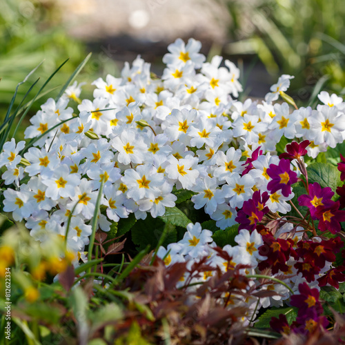 Primrose ( lat. Primula ) is a genus of plants from the family Primulaceae of the order Ericales. Primula rendezvouses plant in the spring garden on the Alpine hill photo
