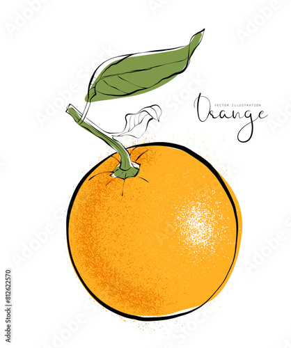 1483_Sketch of orange fruit with leaves isolated on white background