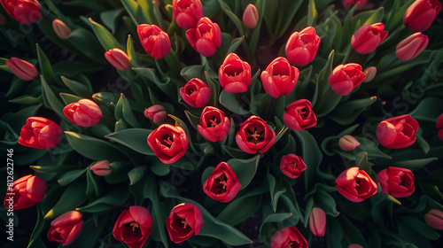 Top view of sprawling garden of red tulips bathed in the warm light, showcasing their beauty and delicate forms.