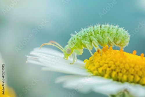 Close up of a flower with a caterpillar. Ideal for nature and gardening themes