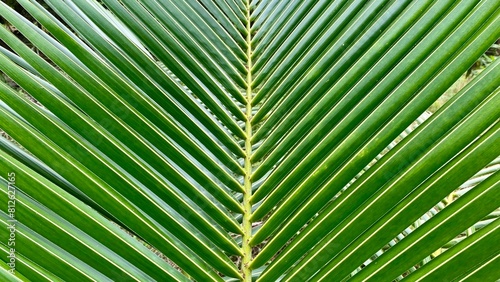 Close-up of a Coconut Tree Leaf
