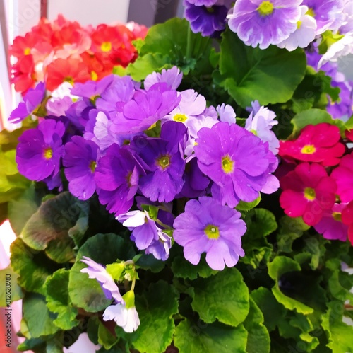 Assorted Primula colorful flowers in  a pot. outdoors. Primulaplanf growing in the garden, blooming. colorful mix of red, pink and purple flowers, cold-resistant plant