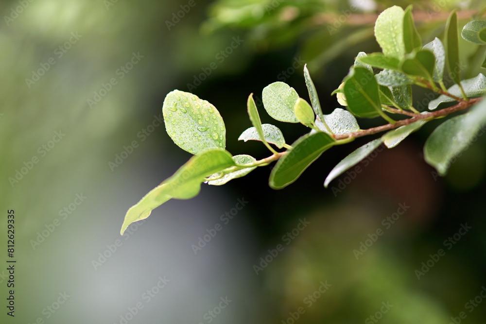 Obraz premium Leaf, plant and rain in garden for nature, droplet and tree in environment for calm, eco and outdoor on mockup. Green, growing and droplets with branch for foliage growth in weather and dew morning