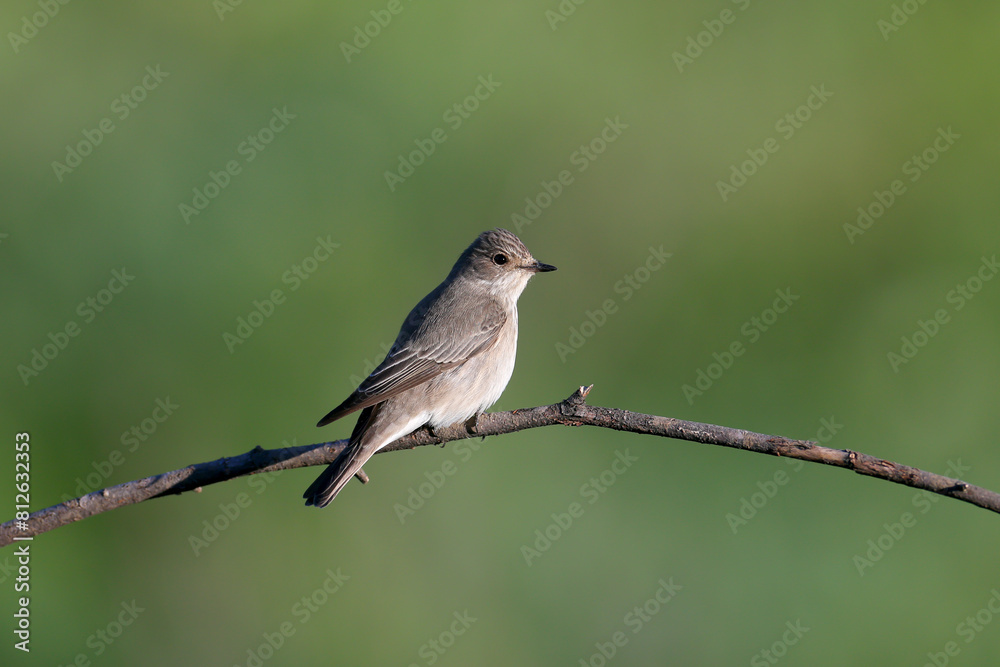 Obraz premium An adult spotted flycatcher (Muscicapa striata) shot close up on a thin branch in soft morning light against a beautiful blurred background