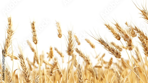 Ears of Golden Wheat Cut Out in 8K Resolution: Realistic Lighting