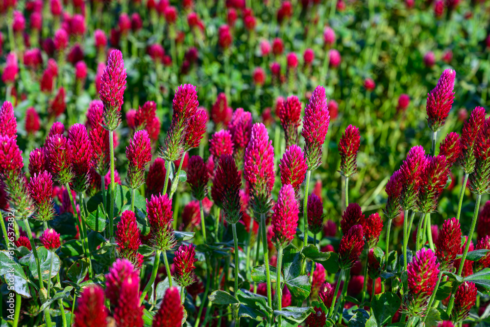 purple clover, clover, carnation, field, grain, may, sun, blue sky, landscape, horizon, south moravia, Czech republic, flower, nature, flowers, pink, plant, spring, flora, color, beautiful, season, purple clover, clover, carnation, field, grain, may, sun, blue sky, landscape, horizon, south moravia, Czech republic, flower, nature, flowers, pink, plant, spring, flora, color, beautiful, season,