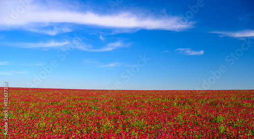 purple clover  clover  carnation  field  grain  may  sun  blue sky  landscape  horizon  south moravia  Czech republic  flower  nature  flowers  pink  plant  spring  flora  color  beautiful  season  