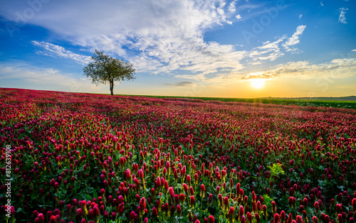 purple clover  clover  carnation  field  grain  may  sun  blue sky  landscape  horizon  south moravia  Czech republic  flower  nature  flowers  pink  plant  spring  flora  color  beautiful  season  