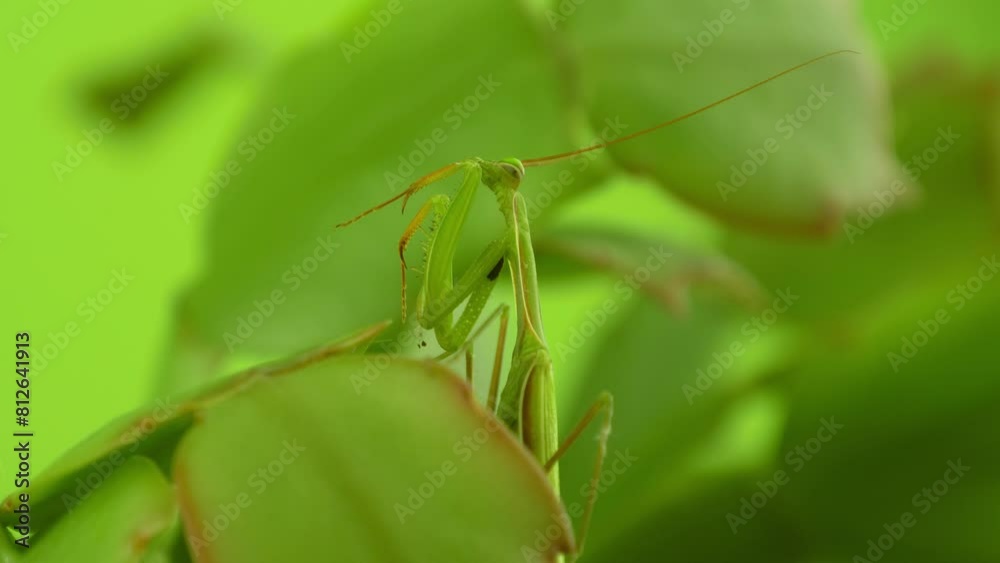 Close-up view of a green praying mantis on a leaf. Sidis mantis close-up of green backgrond. Mantis habits in nature. Close-up view of a green praying mantis on a leaf. Sidis mantis close-up of green backgrond. Mantis habits in nature.