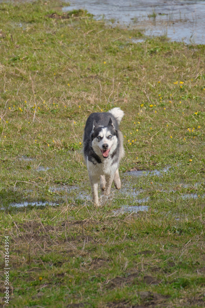 Husky dog running in a green meadow filled with water Husky dog running in a green meadow filled with water