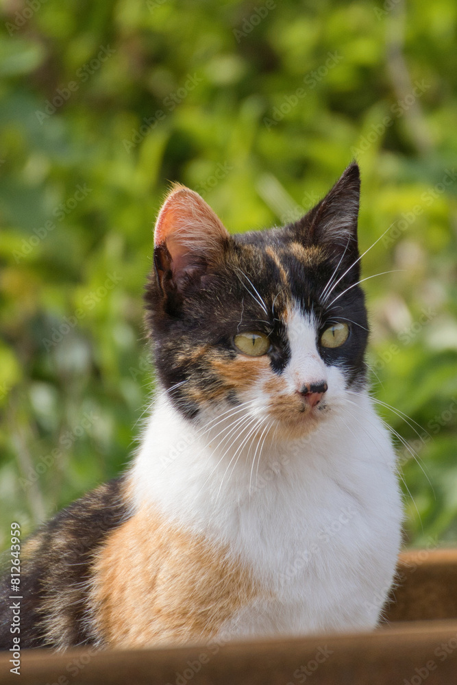 Calico Cat Staring Intently Outdoors Calico Cat Staring Intently Outdoors