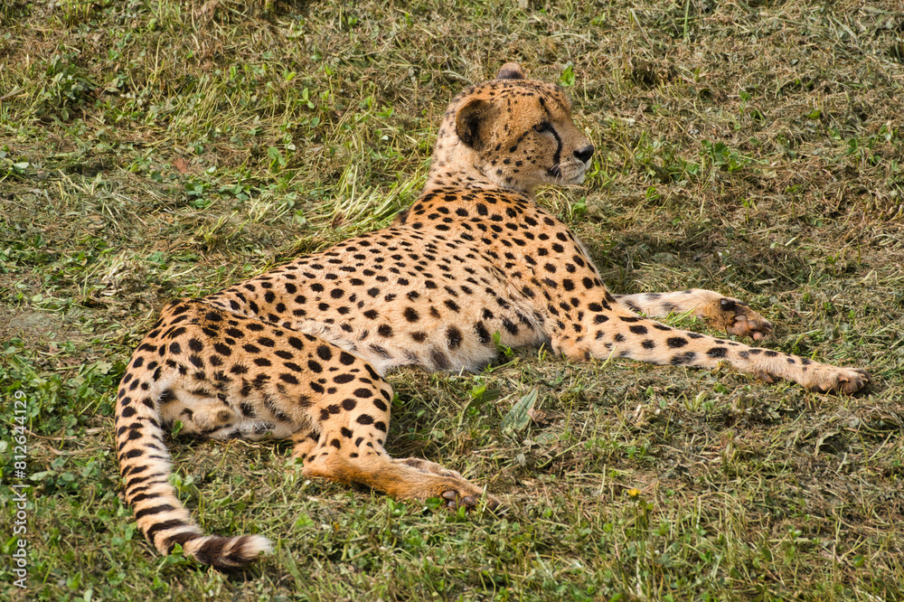 Cheetah resting lying on the grass Cheetah resting lying on the grass